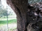 l\'Olivo della Strega a Magliano in Toscana (Gr)-22