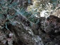 l\'Olivo della Strega a Magliano in Toscana (Gr)-23