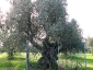 l\'Olivo della Strega a Magliano in Toscana (Gr)-24