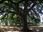 Quercia-Vallonea-tricase-06