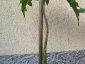 La pianta di Solanum torvum alta 80 cm