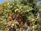 giuseppe-marino-albero-melanzane-e-pomodoro-2.jpg