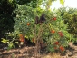 giuseppe-marino-albero-melanzane-e-pomodoro-3.jpg