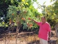 giuseppe-marino-albero-melanzane-e-pomodoro-4.jpg