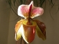 paphiopedilum-01