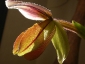 paphiopedilum-02