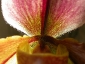 paphiopedilum-05