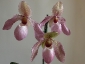 paphiopedilum-08