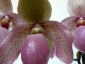 paphiopedilum-11