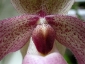 paphiopedilum-13