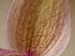 paphiopedilum-14