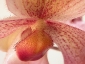 paphiopedilum-15