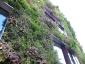 Il giardino verticale del Musée du quai Branly 20