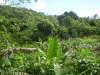 Immersa nel verde una pianta di banano