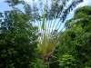 Ravenala madagascariensis, molto più comunemente conosciuto come L\'albero del viaggiatore (o palma del viaggiatore)