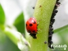 Arriva la coccinella