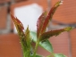 Cryptolaemus montrouzieri