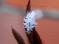 Cryptolaemus montrouzieri