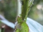 Cryptolaemus montrouzieri