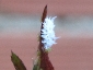 Cryptolaemus montrouzieri