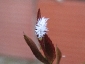 Cryptolaemus montrouzieri