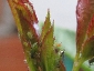 Cryptolaemus montrouzieri