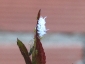 Cryptolaemus montrouzieri