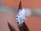 Cryptolaemus montrouzieri
