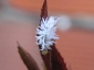 Cryptolaemus montrouzieri