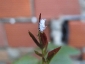 Cryptolaemus montrouzieri
