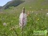 florablog-castelluccio-01.jpg