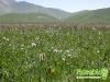 florablog-castelluccio-02.jpg