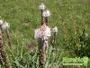 florablog-castelluccio-03.jpg