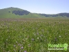 florablog-castelluccio-04.jpg