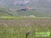 florablog-castelluccio-05.jpg