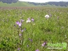 florablog-castelluccio-06.jpg