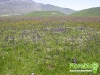 florablog-castelluccio-07.jpg