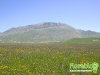 florablog-castelluccio-08.jpg
