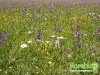 florablog-castelluccio-09.jpg
