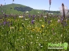 florablog-castelluccio-10.jpg
