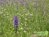 florablog-castelluccio-12.jpg