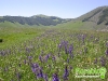florablog-castelluccio-14.jpg