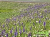 florablog-castelluccio-15.jpg