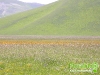 florablog-castelluccio-16.jpg