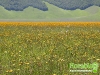 florablog-castelluccio-17.jpg