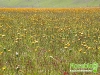 florablog-castelluccio-18.jpg