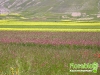 florablog-castelluccio-21.jpg