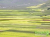 florablog-castelluccio-27.jpg