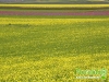 florablog-castelluccio-32.jpg