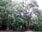foresta-primaria-di-montes-01